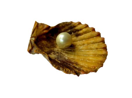 Foto de Ostra abierta con perla aislada sobre fondo blanco. Concha y perla aisladas sobre fondo blanco. Una concha de mar abierto con una perla en el interior - Imagen libre de derechos