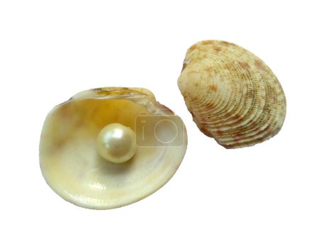 Ostra abierta con perla aislada sobre fondo blanco. Concha y perla aisladas sobre fondo blanco. Una concha de mar abierto con una perla en el interior