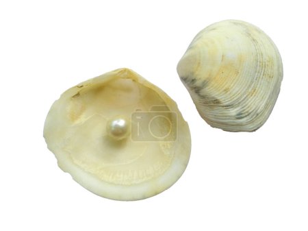 Open oyster with pearl isolated on white background. Shell and pearl isolated on white background. An open sea shell with a pearl inside