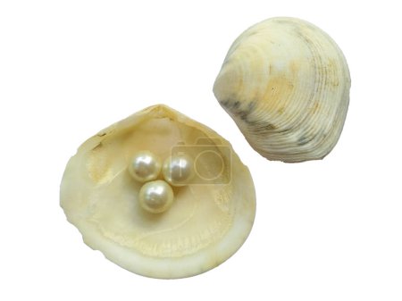 Ostra abierta con perla aislada sobre fondo blanco. Concha y perla aisladas sobre fondo blanco. Una concha de mar abierto con una perla en el interior