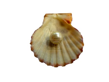 Offene Auster mit Perle isoliert auf weißem Hintergrund. Muschel und Perle isoliert auf weißem Hintergrund. Eine Muschel im offenen Meer mit einer Perle im Inneren
