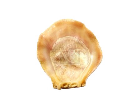 Téléchargez les photos : Composition de coquillages exotiques sur fond blanc. ensemble de coquilles de mollusques isolées sur fond blanc. Huître à fond blanc. coquille, huître, pétoncle - en image libre de droit