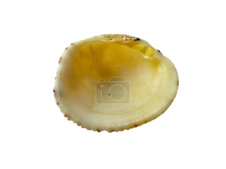 Téléchargez les photos : Composition de coquillages exotiques sur fond blanc. ensemble de coquilles de mollusques isolées sur fond blanc. Huître à fond blanc. coquille, huître, pétoncle - en image libre de droit