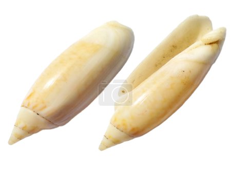 Composition de coquillages exotiques sur fond blanc. ensemble de coquilles de mollusques isolées sur fond blanc. Huître à fond blanc. coquille, huître, pétoncle