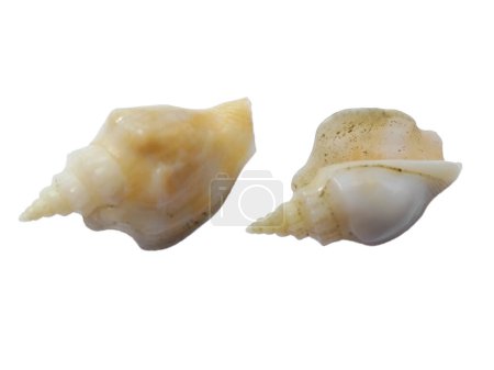 Composition de coquillages exotiques sur fond blanc. ensemble de coquilles de mollusques isolées sur fond blanc. Huître à fond blanc. coquille, huître, pétoncle