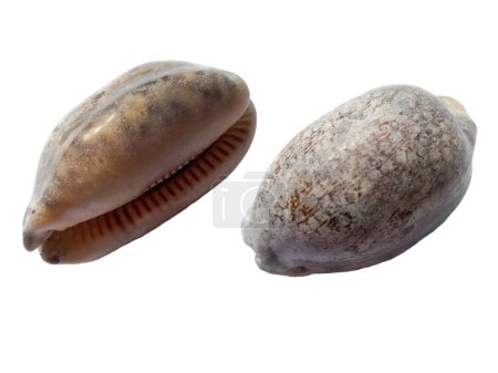 Photo for Composition of exotic sea shells on a white background. set of various mollusk shells isolated on white background. Oyster with white background. Shell, Oyster, Scallop - Royalty Free Image