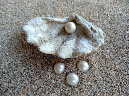Muschel mit einer Perle. Muscheln und Perlen im Sand. Muschel mit einer Perle auf einem Sand am Strand. Eine Muschel im offenen Meer mit einer Perle im Inneren