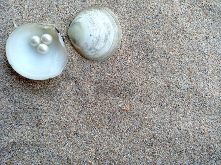 Foto de Concha con una perla. Conchas y perlas en la arena. Concha con una perla en una arena de playa. Una concha de mar abierto con una perla en el interior - Imagen libre de derechos