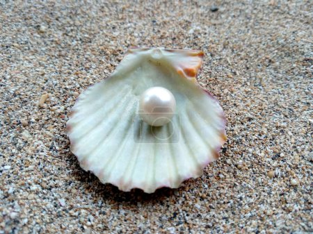 Téléchargez les photos : Coquille avec une perle. Coquilles et perles dans le sable. Coquille avec une perle sur une plage de sable. Une coquille ouverte avec une perle à l'intérieur - en image libre de droit