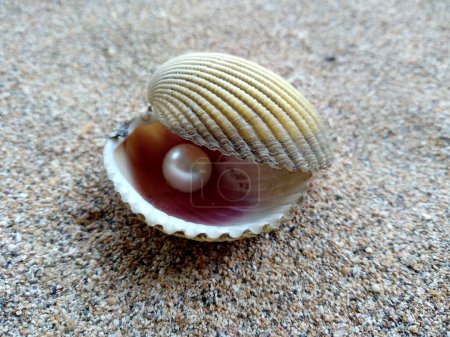 Shell with a pearl. Shells and pearls in the sand. Shell with a pearl on a beach sand. An open sea shell with a pearl inside