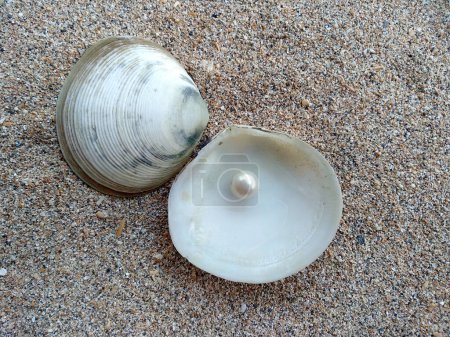 Foto de Concha con una perla. Conchas y perlas en la arena. Concha con una perla en una arena de playa. Una concha de mar abierto con una perla en el interior - Imagen libre de derechos