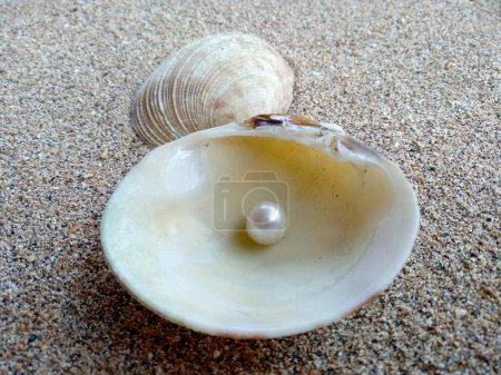 Muschel mit einer Perle. Muscheln und Perlen im Sand. Muschel mit einer Perle auf einem Sand am Strand. Eine Muschel im offenen Meer mit einer Perle im Inneren
