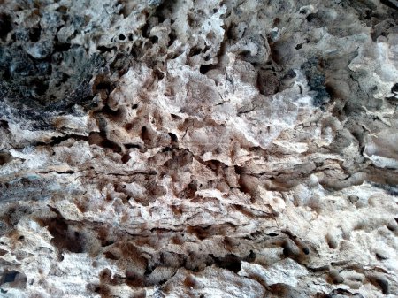 Téléchargez les photos : Peau de bois après pour les termites manger, Le problème des termites manger des arbres. Fond de texture en bois avec trous de termite. Le bois est consommé par les fourmis ou les termites. Les fourmis font des nids dans les arbres. Vieille texture bois - en image libre de droit
