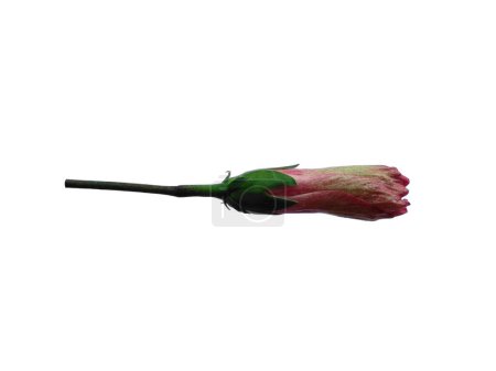 Hibiscus Fleur de culture isolée sur fond blanc. Fleur rose pour cadre de fleur ou autre décoration
