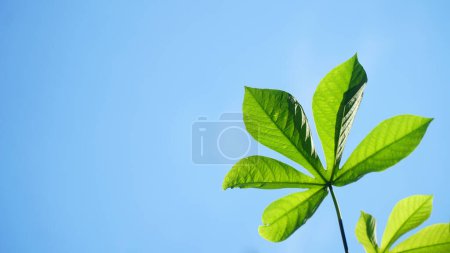 Green cassava leaves on a blue sky background, there is space for your text design
