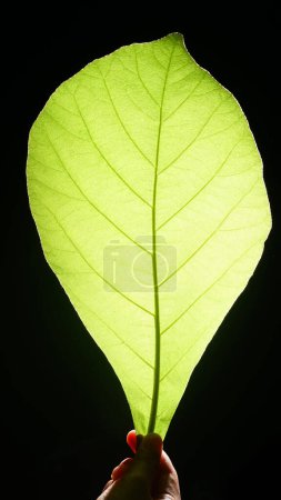 Fibrous Green Leaves with Black Background, light illuminates from behind him