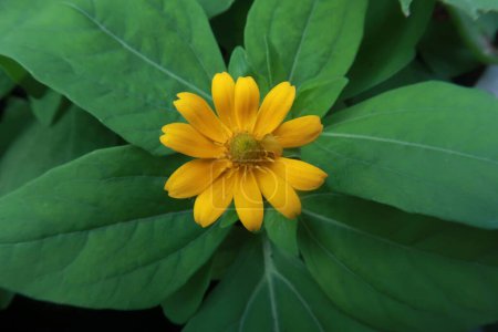 Sanvitalia procumbens. Flores con pétalos amarillos sobre hojas verdes
