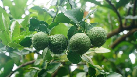 Kaffir lime or Citrus hystrix on the tree. Focus selected, blurry green leaves background