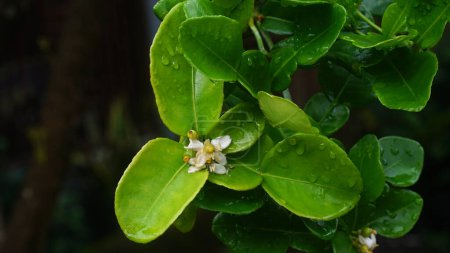 Flowers Kaffir Lime or Citrus hystrix in a tree. Focus selected, blurry green leaves background