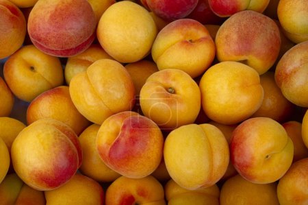 Fresh Apricots for sale at the market. Apricots have many nutrition and healthy benefits. Fruit background and concept