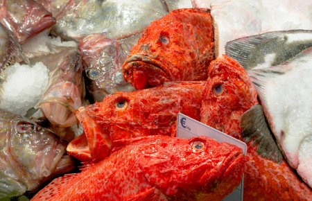 Großaufnahme Roter Felsenkabeljau (Scorpaena Cardinalis) auf Eis zum Verkauf auf dem Fischmarkt.
