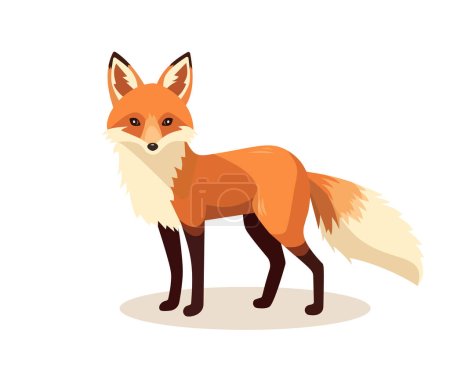 Stehender Fuchs isoliert auf weißem Hintergrund. Seitenansicht des Körpers, Kopf in vollem Gesicht. Illustration eines Aktienvektors. Waldtier