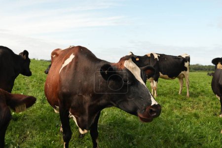 Vache laitière dans un champ vert ouvert regardant loin de la caméra