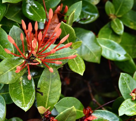  Ixora, o Llama de la jungla escarlata, planta de interior fuera de lo comn, cuenta con grandes racimos de flores rojas, que florecen en el verano                              