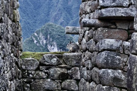 Téléchargez les photos : Machu Picchu , monte o pico viejo', es el nombre contemporneo que se da a antiguo poblado incaico construido antes del siglo xv, en la cordillera Oriental del sur del Peru en la cadena montaosa de los Andes a 2430 m sobre el nivel del mar - en image libre de droit