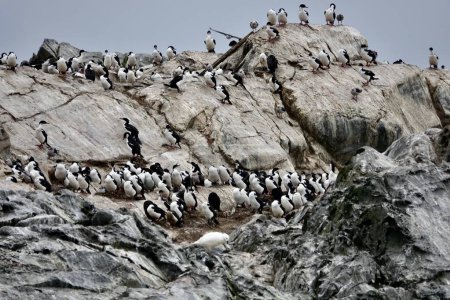  Colonia de cormoranes y otras aves en en el Canal de Beagle, Tierra del Fuego, Argentina.                              
