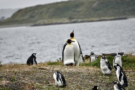   Pinguino Rey, ave de la familia de los pinginos, segundo mas grande de 18 especies que existen en el mundo, despus del pingino Emperador, avistado en la isla Martillo, cerca del canal de Beagle, Feuerland.                                 