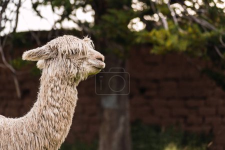Photo for Portrait of white alpaca of in the Andes mountain range with a blue sky illuminated with natural light on the heights of Peru in Latin America - Royalty Free Image