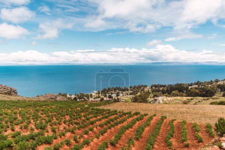 potato field on the shores of Lake Titicaca in the Andes mountain range in Peru in Latin America