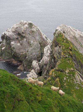 Sheep acrobat on the cliffs. Hermaness National Nature Reserve. Unst. Shetland islands.Sheeps on the cliffs overlooking the ocean. Hermaness National Nature Reserve, the Northernmost Point of the United Kingdom. Shetland Islands. Scotland