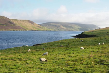 Seaside view. Sea landscape. Shetland Islands. Scotland. Shetland, also called the Shetland Islands, is an archipelago in Scotland lying between Orkney, the Faroe Islands, and Norway. It is the northernmost region of the United Kingdom.
