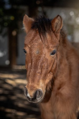 In a close-up image, a chestnut pony's endearing face and bright eyes radiate charm