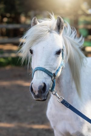 En gros plan, la tête de cheval blanc, ornée d'une licou bleue, présente un contraste saisissant avec son front et sa crinière fluides.