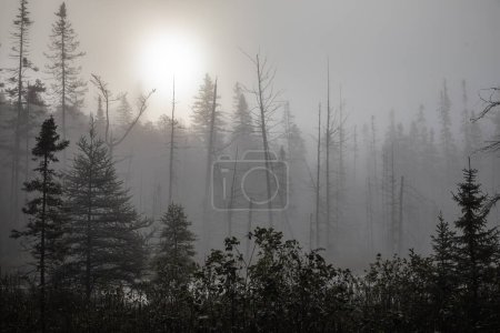 Soleil brille à travers une épaisse brume dans une forêt au lever du soleil dans le parc provincial Algonquin en Ontario, Canada