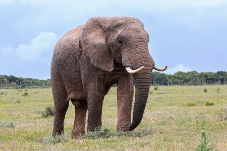 Téléchargez les photos : Single standing mud-encrusted Elephant (Loxdonta) with flapping ears in Pilanesberg, South Africa - en image libre de droit