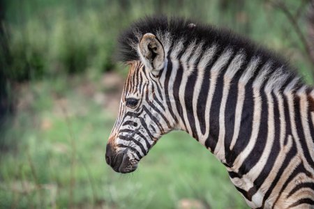 Single Burchell 's Zebrafohlen steht allein auf einer Grasfläche in Südafrika (Equus Quagga Burchellii)