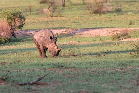 Photo for Daytime shot of lonely rhino in savannah of south Africa - Royalty Free Image