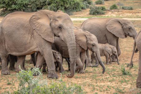 Foto de Vista trasera de una manada de elefantes africanos (Loxdonta) moliendo alrededor de un pozo de agua con elefantes lactantes en primer plano, en Addo Elephant Park, Sudáfrica - Imagen libre de derechos