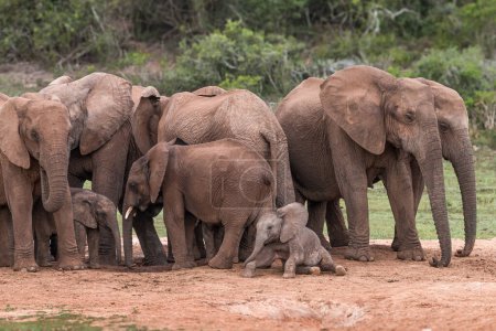 Téléchargez les photos : Rear view of a herd of African Elephants (Loxdonta) milling around a waterhole with infant elephants in the foreground, in Addo Elephant Park, South Africa - en image libre de droit