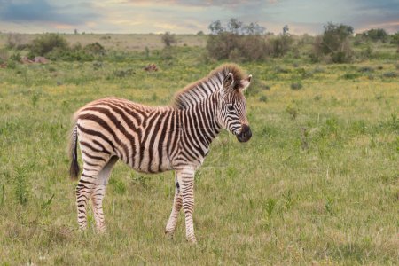 Single Burchell 's Zebrafohlen steht allein auf einer Grasfläche in Südafrika (Equus Quagga Burchellii)