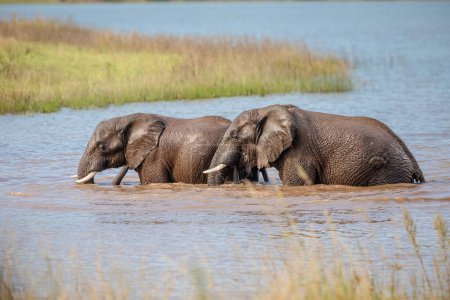 Afrikanische Elefanten (Loxdonta) spielen in der Hitze des Sommers im Addo Elephant Nationalpark in Südafrika im Wasser eines Wasserlochs