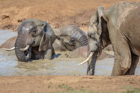 Elefantes Africanos (Loxdonta) jugando en el agua de un pozo de agua en el calor del verano en el Parque Nacional Elefante Addo en Sudáfrica