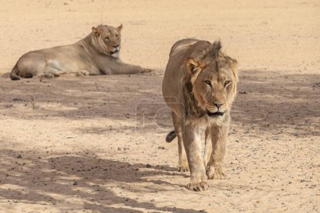 Adult lionesses, Panthera leo, at wild nature of Addo Elephant National Park, South Africa