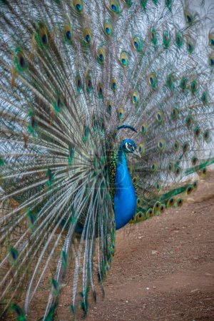 Photo for Close up portrait of a Peacock with his beautiful iridescent tail fanned out - Royalty Free Image