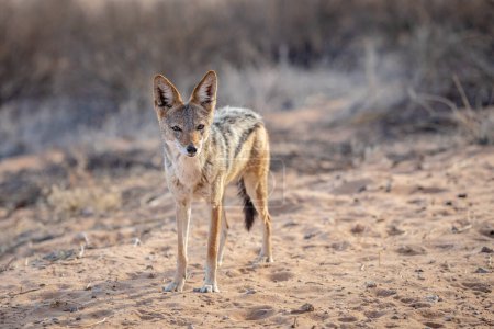 Jackal à dos noir (Canis mesomelas), debout dans Park, Afrique du Sud