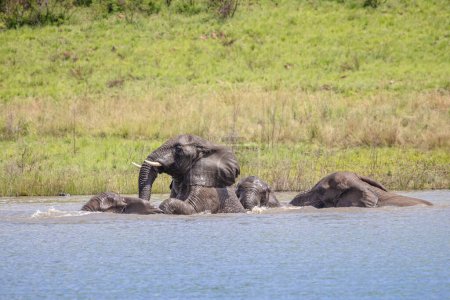  Afrikanische Elefanten (Loxdonta) spielen in der Hitze des Sommers im Addo Elephant Nationalpark in Südafrika im Wasser eines Wasserlochs